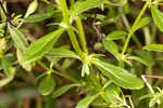 Florida hedgehyssop